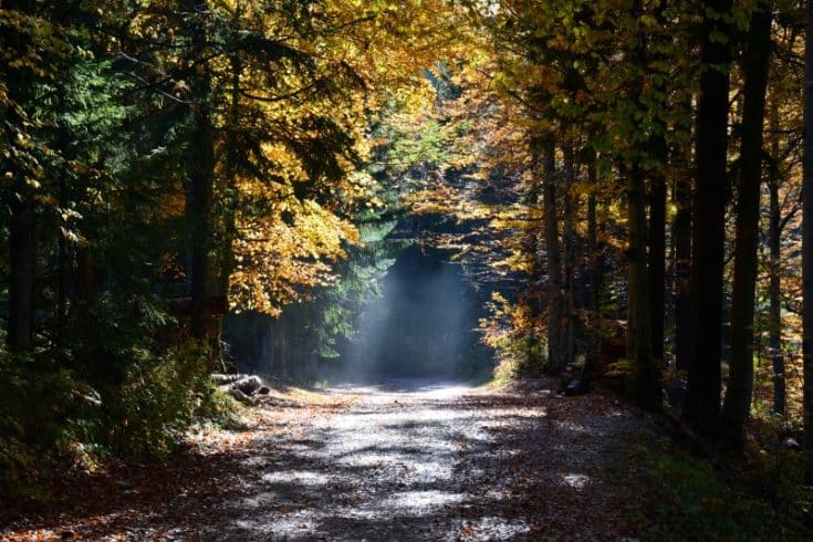 Fotografija prizora iz jesenskega gozda