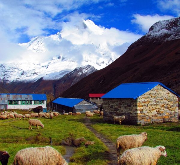 Photo of sheeps at the ABC / Fotografija ovc pod Anapurno