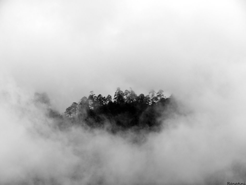 Photo of a foggy view / Fotografija megle in koščka gozda, ki se je za hip razkril med njo