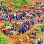 Photo of Can Cau market / Fotografija dela tržnice Can Cau, na katerem trgujejo z živino