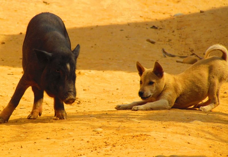 Photo of a dog and a pig playing / Fotografija psa in pujsa med igro na ulici