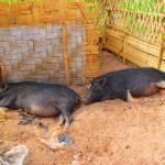 Photo of two pigs happily resting / Fotografija dveh pujsov, ki veselo počivata ob cesti