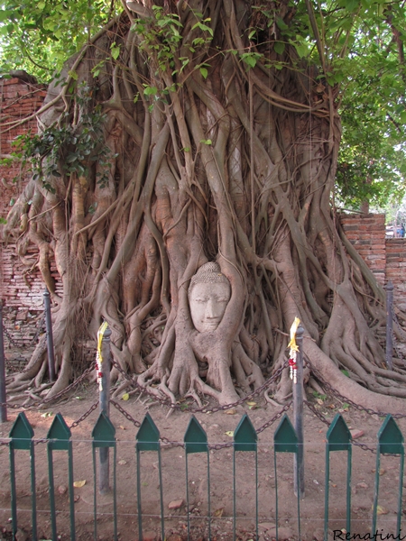 Photo of Buddha / Fotografija kipa Budove glave med koreninami drevesa v Ayutthayi