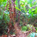 Photo of a narrow path in the jungle / Fotografija ozke potke skozi džunglo, ki pelje do jame, kjer so imeli središče komunisti Pathet Lao